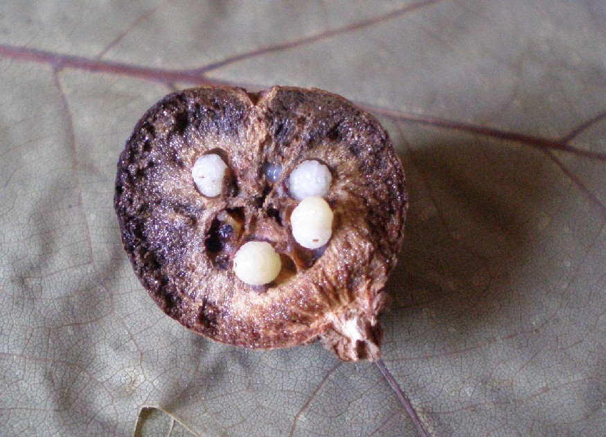 Synergus cf reinhardi (Cynipidae)